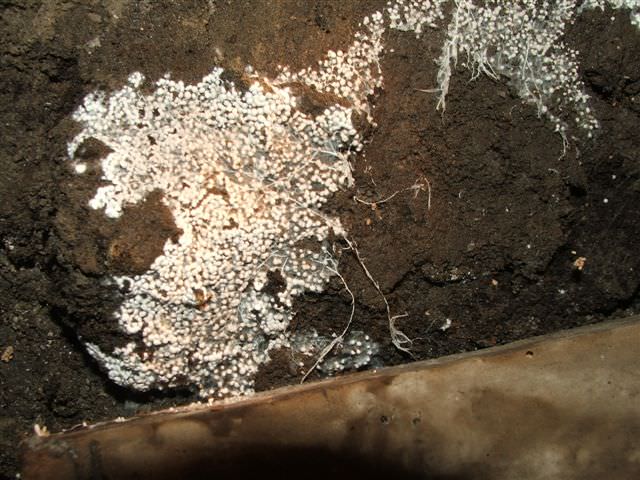 Mold growth on Termite Frass in a North West crawl space.