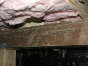 High water lines on a crawl space beam