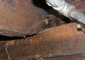 Dampwood Termite Damage