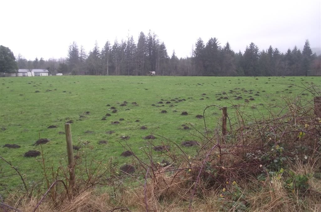 Mole hills in a pasture