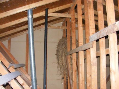 Bird nest in attic