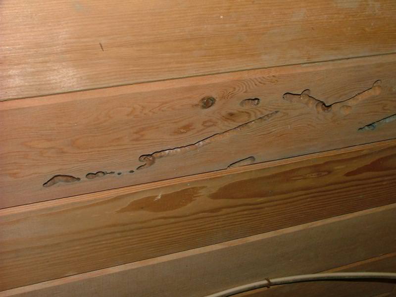 Teredo damage in milled lumber