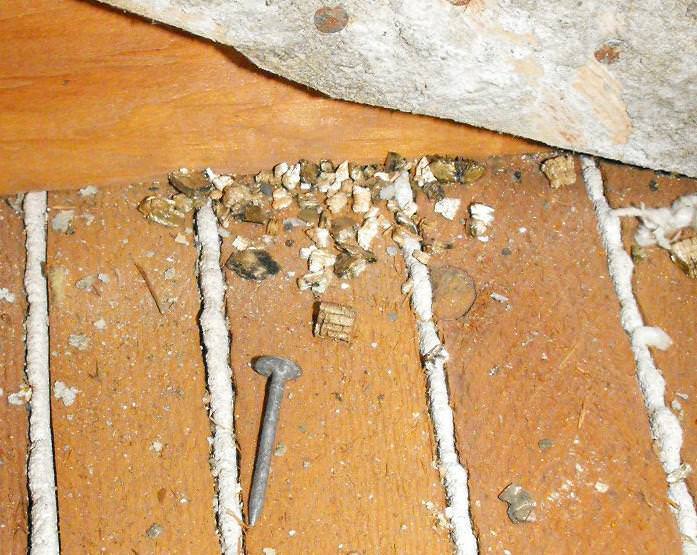 Vermiculite Insulation in the attic