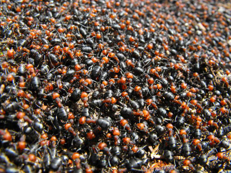 The individuality of Thatching Ants