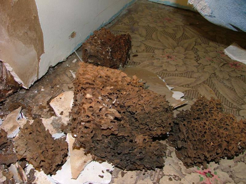 Homeowners–the primary wood destroying organism.
