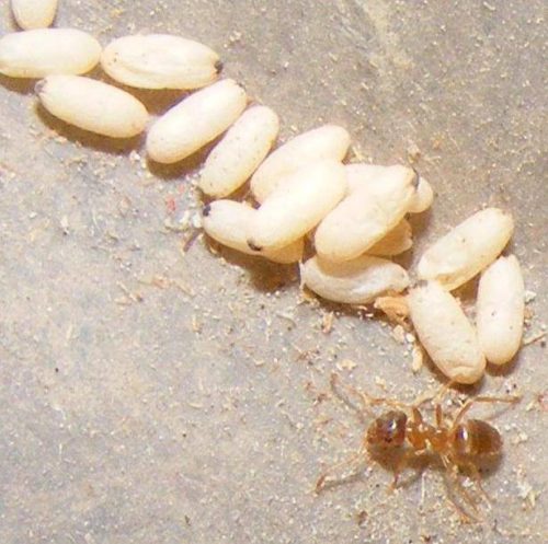 Moisture Ants