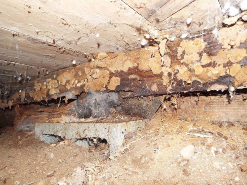 When you do not control crawl space moisture, bad things can happen