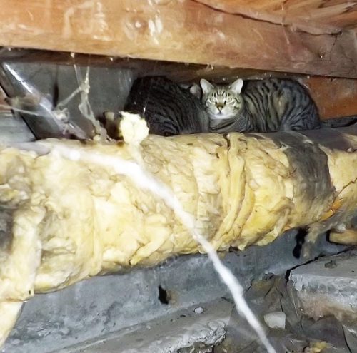cats in the crawl space